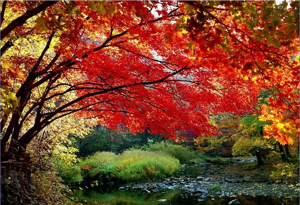 The best season to see Maple Leaves